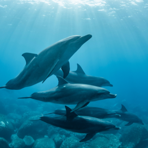 Sirius Dolphins Initiation