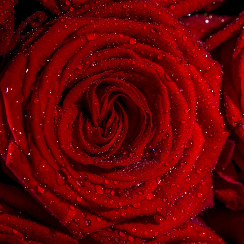 Cura della Rosa